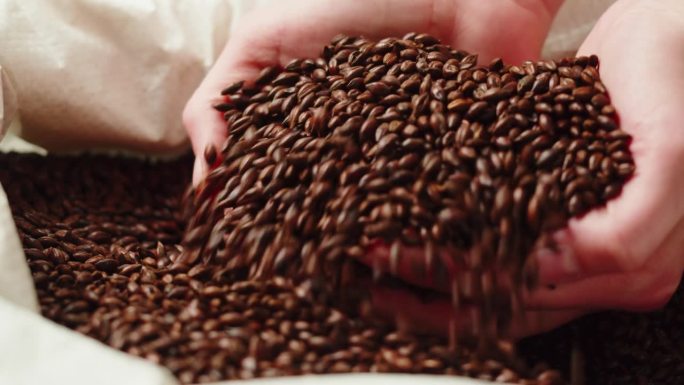干黑金大麦咖啡豆麦芽特写。精酿啤酒生产。成熟的麦粒质地。啤酒厂的概念。收获和耕种，杂货。