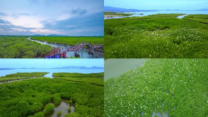 海南陵水红树林湿地航拍