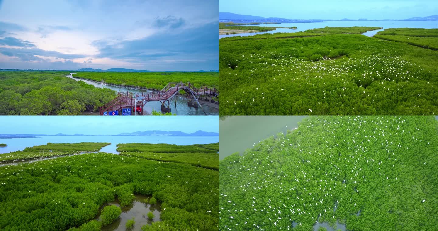 海南陵水红树林湿地航拍