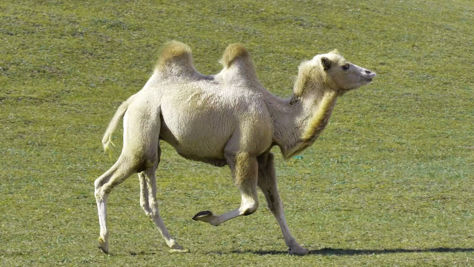 骆驼散养草原骆驼奔跑
