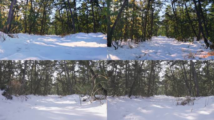 冬天森林阳光积雪融化