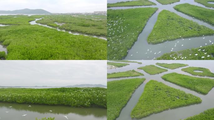 海南红树林湿地白鹭