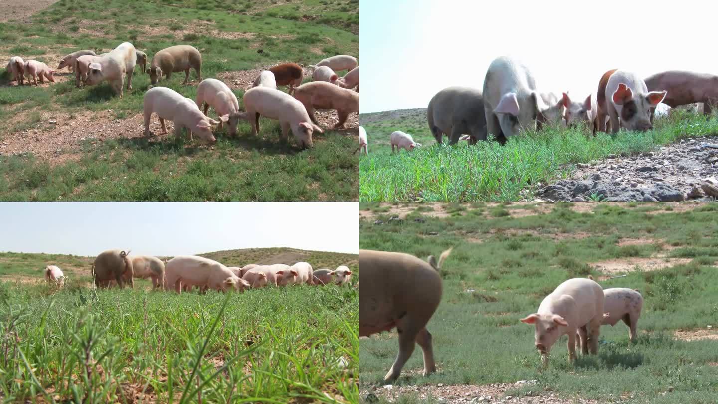草原散养猪