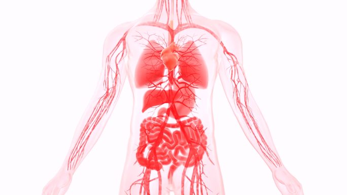 人体的五脏六腑，心肝脾肺肾，血管循环系统