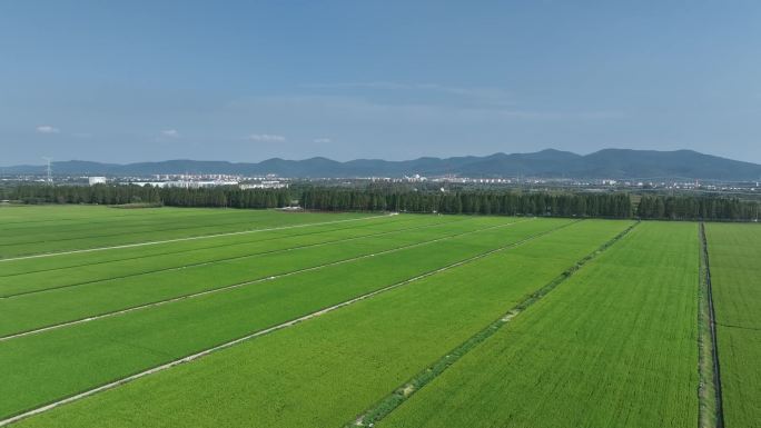 绿色稻田航拍