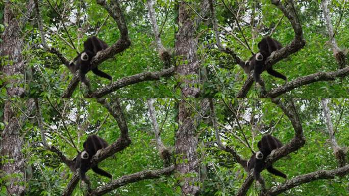 泰国，白掌长臂猿，父母抚摸着这只躺在树枝上休息的幼崽