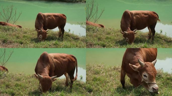 黄牛 牛吃草