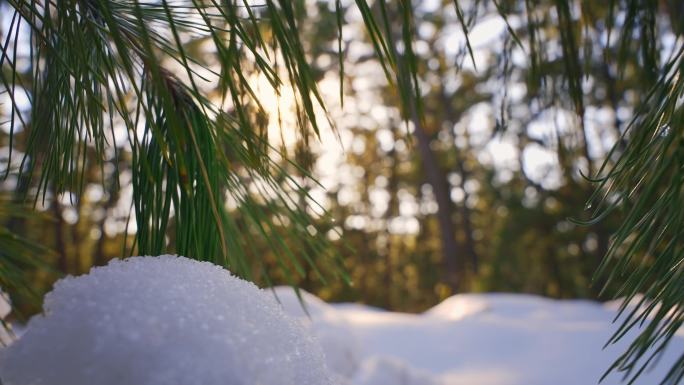 冬天雪松树林冬季雪景