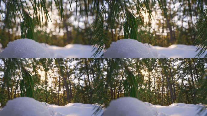 冬天雪松树林冬季雪景