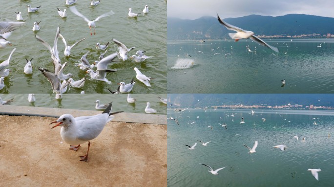 海鸥抢食红嘴鸥