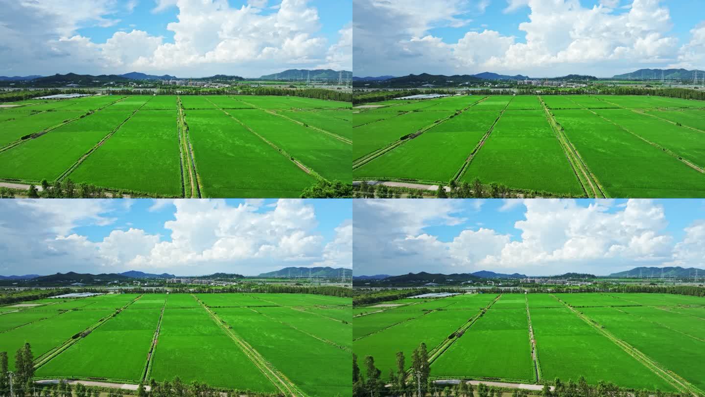 广东珠海绿油油的稻田乡村田野航拍4k