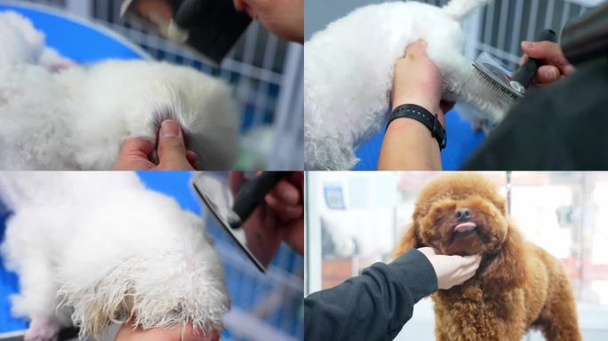 【4K】宠物狗做护理 宠物狗梳理毛发