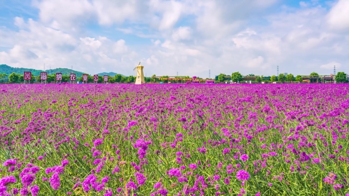 惠州仙眷花海延时3-4K