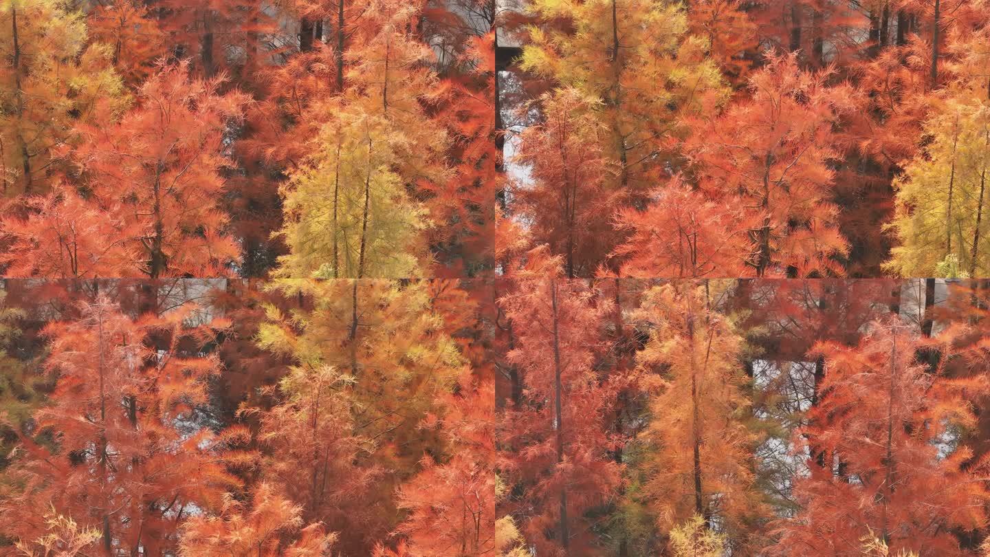 南昌鱼尾洲公园水杉的秋色