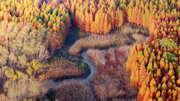 上海西沙国家湿地公园秋季杉林仙境