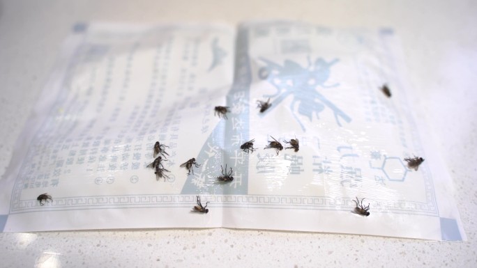 4K 粘苍蝇板 苍蝇粘在粘纸上 捕蝇纸