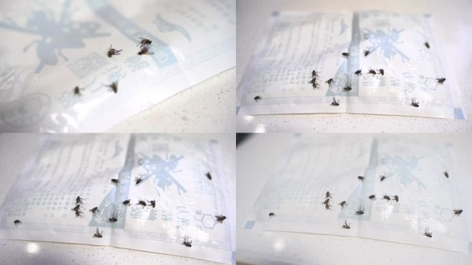 4K 粘苍蝇板 苍蝇粘在粘纸上 捕蝇纸