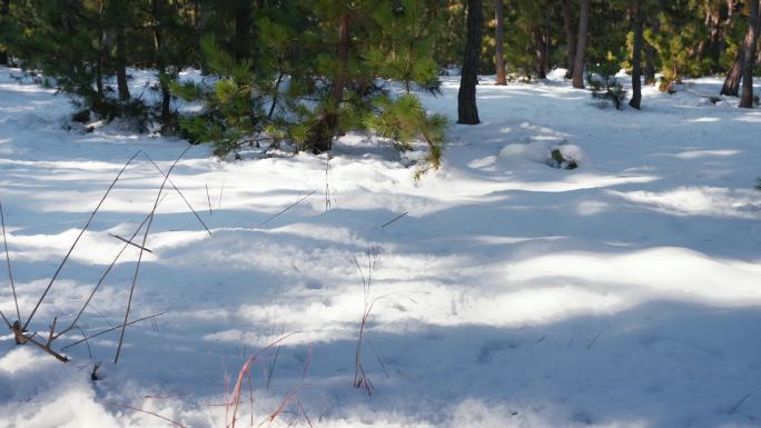 冬天积雪覆盖的松树森林