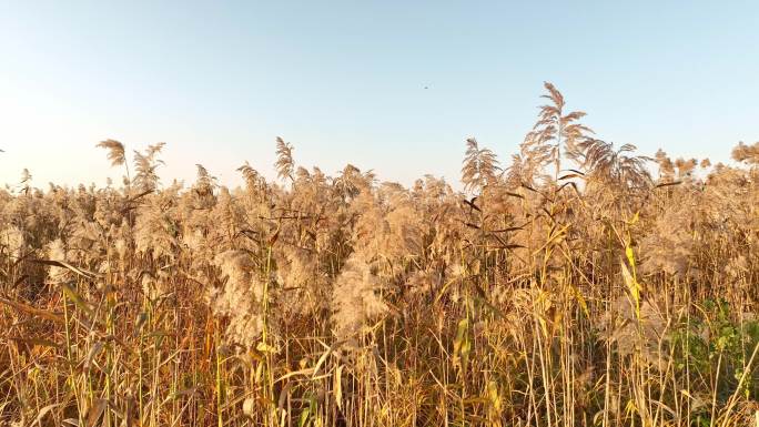 君山芦苇艺术节