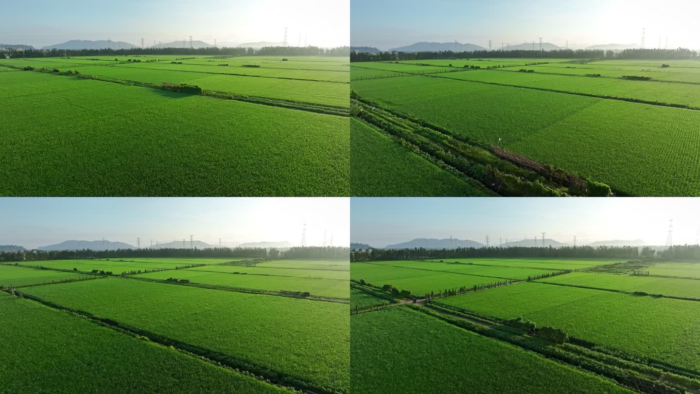 广东珠海绿油油的稻田乡村田野航拍4k