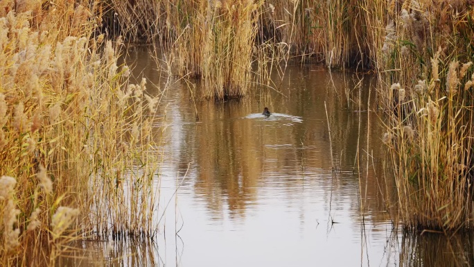 湿地芦苇丛中的水禽