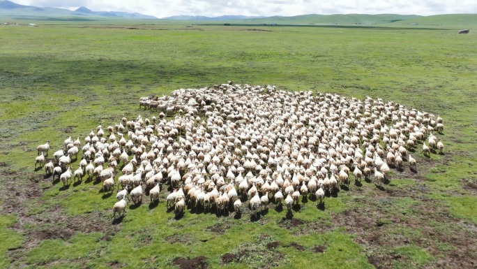 草原上奔跑的羊群 原创5.1K50帧