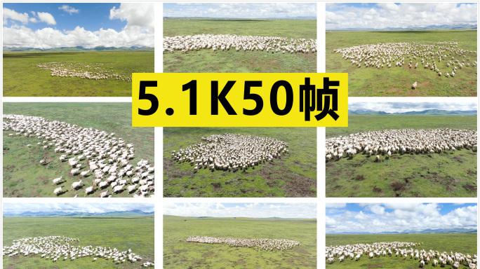 草原上奔跑的羊群 原创5.1K50帧