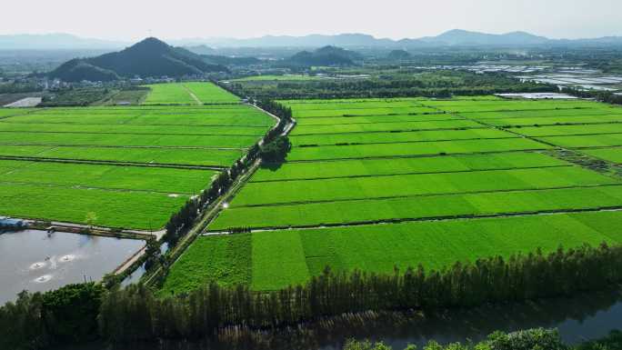 广东绿油油的稻田乡村田野航拍4k