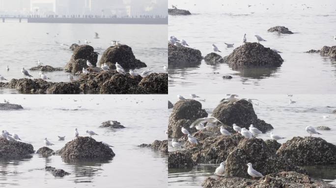 青岛栈桥海鸥