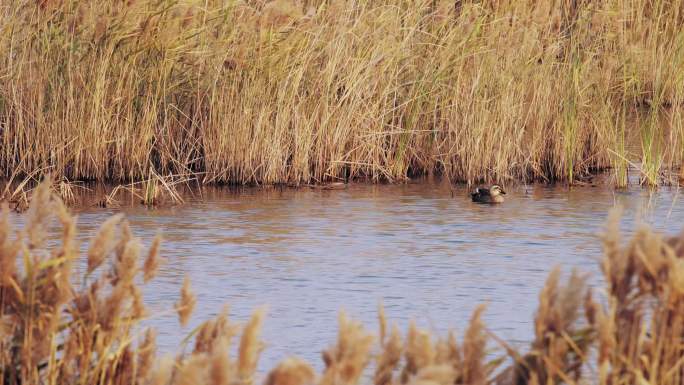 湿地芦苇丛中的水鸭