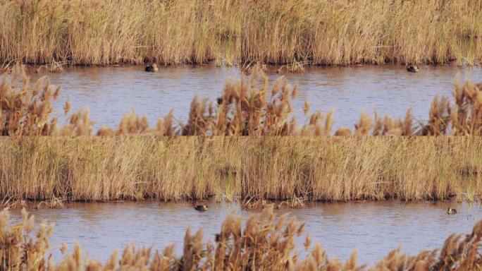 湿地芦苇丛中的水鸭