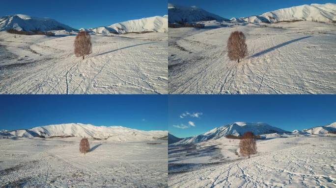 雪地里的一棵树