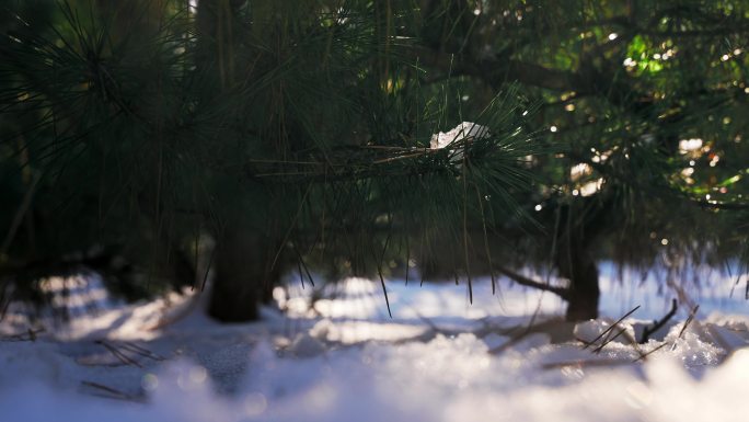 雪松冬日暖阳