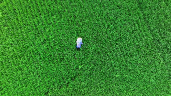广东珠海绿色的稻田乡村田野航拍4k