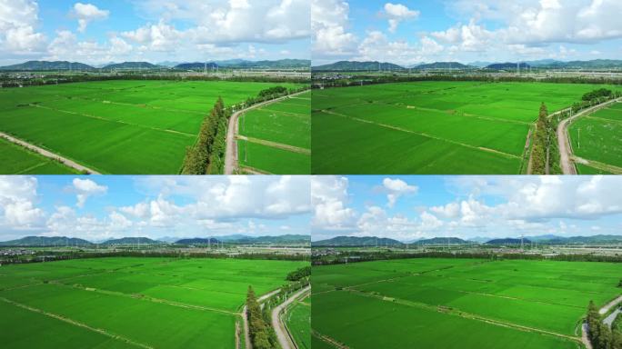 广东珠海绿油油的稻田乡村田野航拍4k