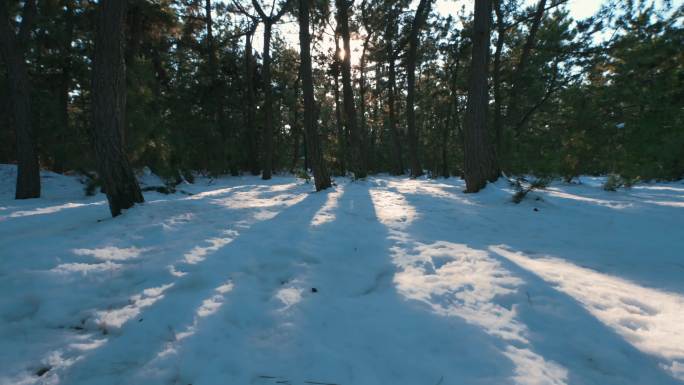 森林雪景雪松林