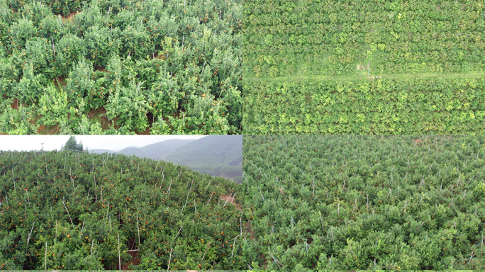 果园柑橘沃柑砂糖橘种植基地航拍