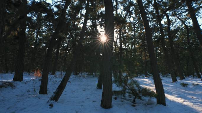 森林雪景雪松林