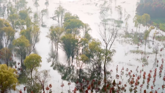 航拍上海崇明西沙湿地植物