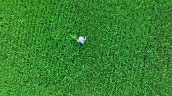 广东珠海绿色的稻田乡村田野航拍4k