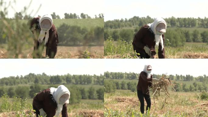 农村妇女在谷子地里捡谷穗割谷子