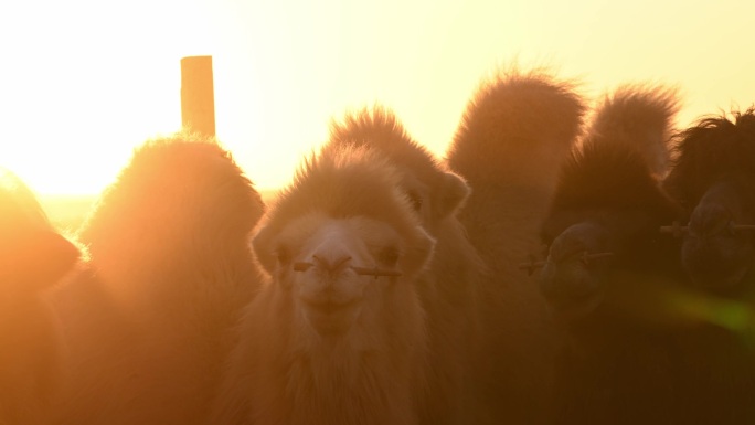 日出骆驼 日出 地平线  太阳 火烧云