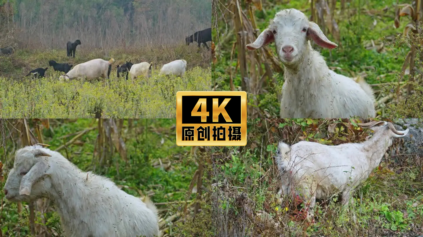 实拍羊群山羊吃草牧羊放羊4K