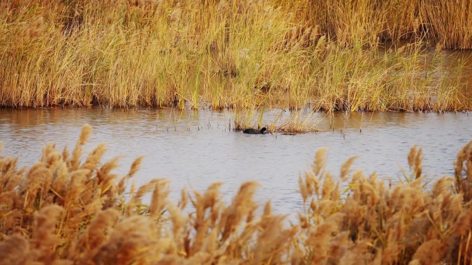 湿地芦苇丛中的黑天鹅