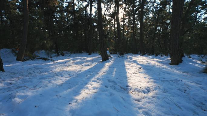 森林雪景雪松林