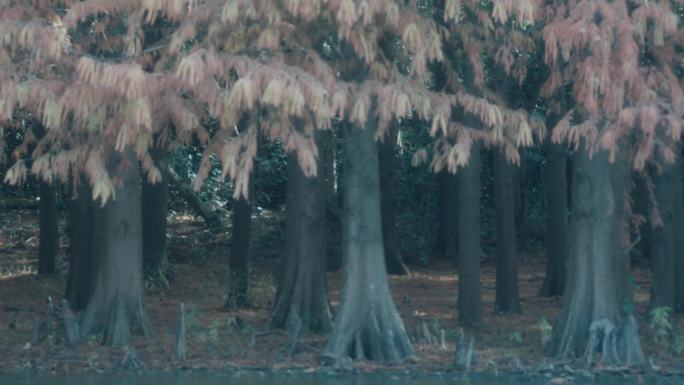 水杉秋天红叶水上泛舟森林公园