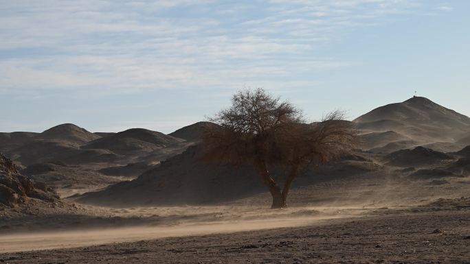 风沙 榆树 气候  干旱 沙化 荒漠化