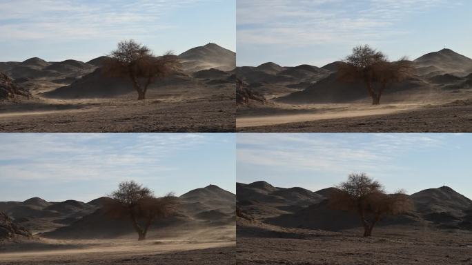 风沙 榆树 气候  干旱 沙化 荒漠化