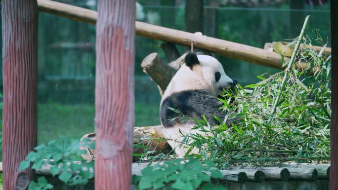 大熊猫吃饱睡觉