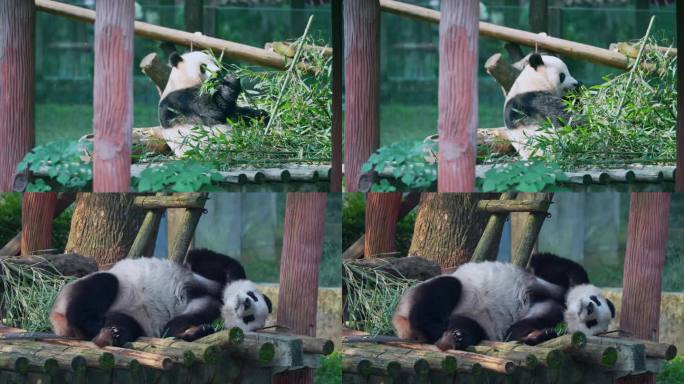 大熊猫吃饱睡觉